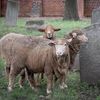 Sheep Are Returning To This Nolita Churchyard